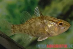 Aprions Glasbarsch, Glossamia aprion, 6-8 cm