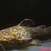 Apurensis-Wels, Cephalosilurus apurensis, 20-22 cm
