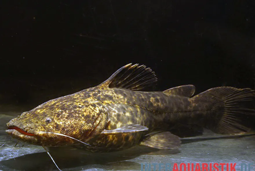 Apurensis-Wels, Cephalosilurus apurensis, 20-22 cm