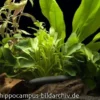 Aquarienpflanzen Einsteigerset für 100-120 cm Aquarium, Aquarienpflanzen-Set