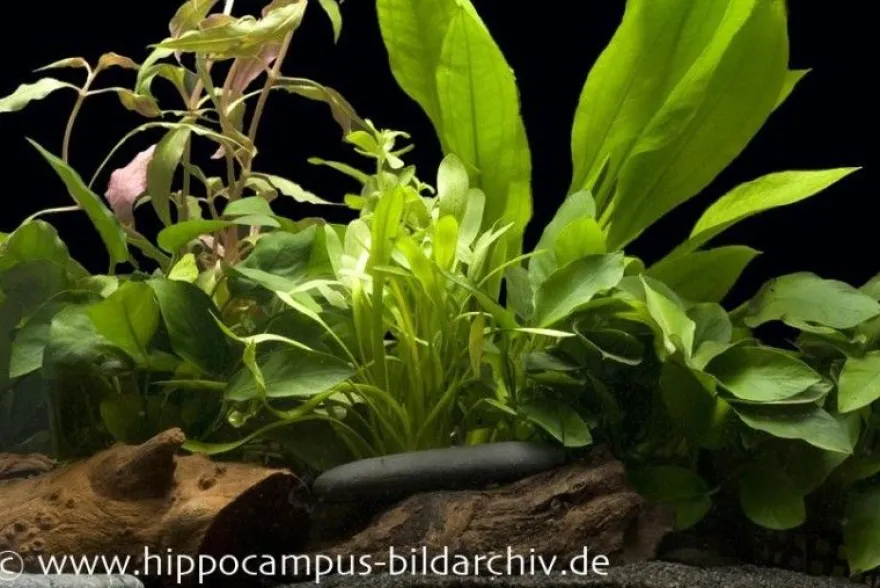 Aquarienpflanzen Einsteigerset für 100-120 cm Aquarium, Aquarienpflanzen-Set