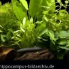 Aquarienpflanzen-Einsteigerset für 80 cm Aquarium, Aquarienpflanzen-Set