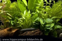 Aquarienpflanzen-Einsteigerset für 80 cm Aquarium, Aquarienpflanzen-Set