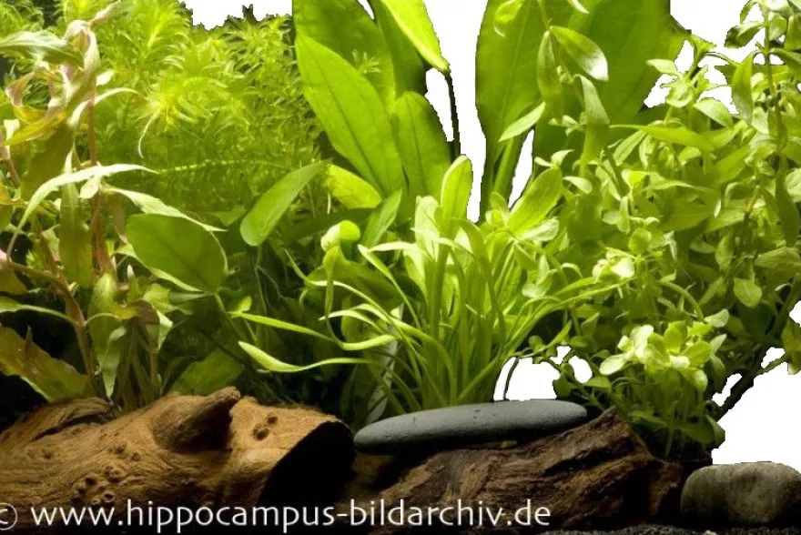 Aquarienpflanzen-Einsteigerset für 60 cm Aquarium, Aquarienpflanzen-Set