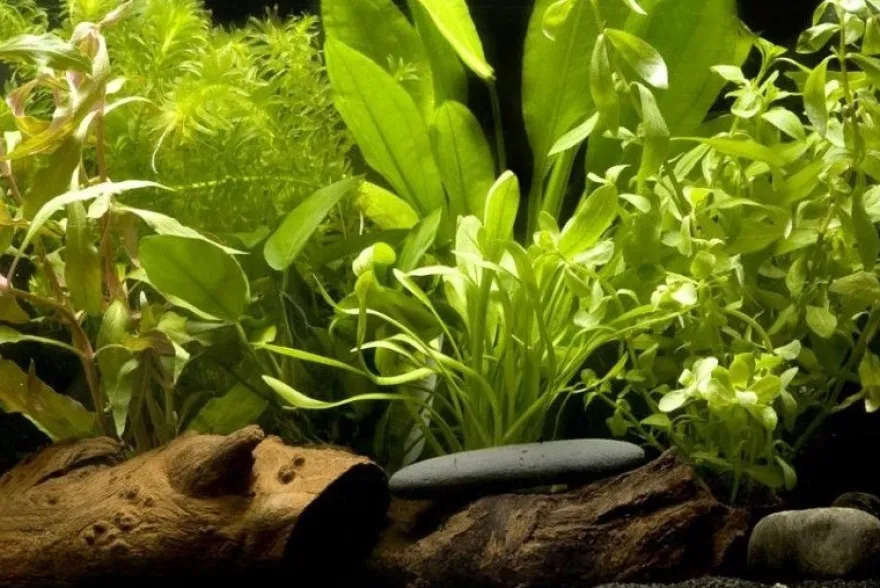 Aquarienpflanzen-Einsteigerset für 60 cm Aquarium, Aquarienpflanzen-Set