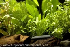 Aquarienpflanzen-Einsteigerset für 60 cm Aquarium, Aquarienpflanzen-Set