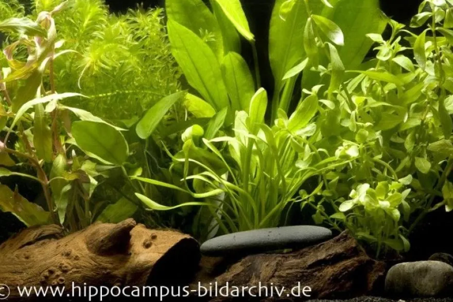 Aquarienpflanzen-Einsteigerset für 60 cm Aquarium, Aquarienpflanzen-Set
