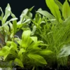 Aquarienpflanzen-Set Amazon, 5 Töpfe, Aquarienpflanzen-Set