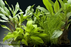 Aquarienpflanzen-Set Amazon, 5 Töpfe, Aquarienpflanzen-Set