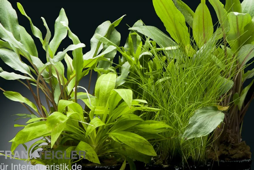 Aquarienpflanzen-Set Amazon, 5 Töpfe, Aquarienpflanzen-Set