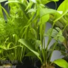 Aquarienpflanzen-Set Congo, 5 Töpfe, Aquarienpflanzen-Sortiment