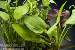 Aquarienpflanzen-Set Kinabalu, 5 Töpfe, Aquarienpflanzen-Set