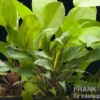 Aquarienpflanzen-Set Siriharaja, 5 Töpfe, Aquariumpflanzen-Set