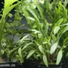 Aquarienpflanzen-Set Tongass, 5 Töpfe, Aquarienpflanzen-Set