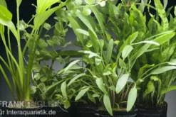 Aquarienpflanzen-Set Tongass, 5 Töpfe, Aquarienpflanzen-Set