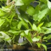 Aquarienpflanzen-Set Valdivian, 5 Töpfe, Aquarienpflanzen-Set
