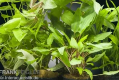 Aquarienpflanzen-Set Valdivian, 5 Töpfe, Aquarienpflanzen-Set