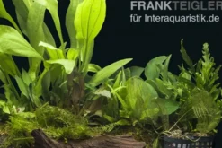 Aquarienpflanzen-Sortiment "Buntbarsch" 100-120 cm Aquarium, Aquarienpflanzen-Set