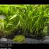 Aquarienpflanzen-Sortiment für große Aquarien ab 150 cm, Aquarienpflanzen-Set