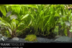 Aquarienpflanzen-Sortiment für große Aquarien ab 150 cm, Aquarienpflanzen-Set