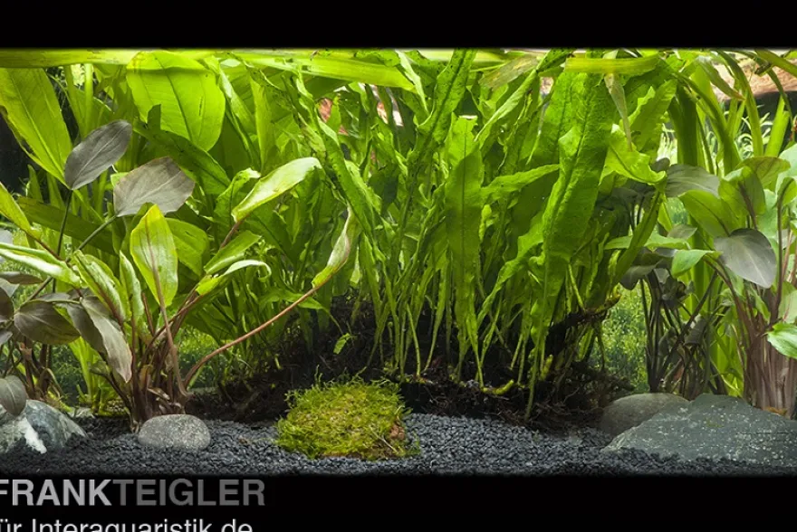 Aquarienpflanzen-Sortiment für große Aquarien ab 150 cm, Aquarienpflanzen-Set