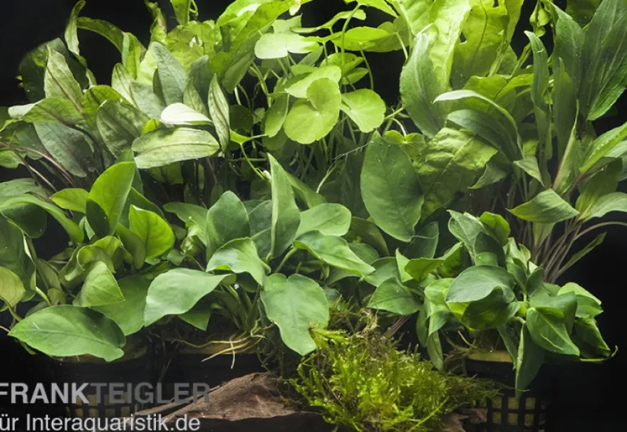 Aquarienpflanzen-Sortiment "Schatten" für 100-120 cm Aquarium, Aquarienpflanzen-Set