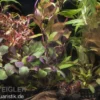 Aquarienpflanzen-Sortiment "Rot" für 100-120 cm Aquarium, Aquarienpflanzen-Set