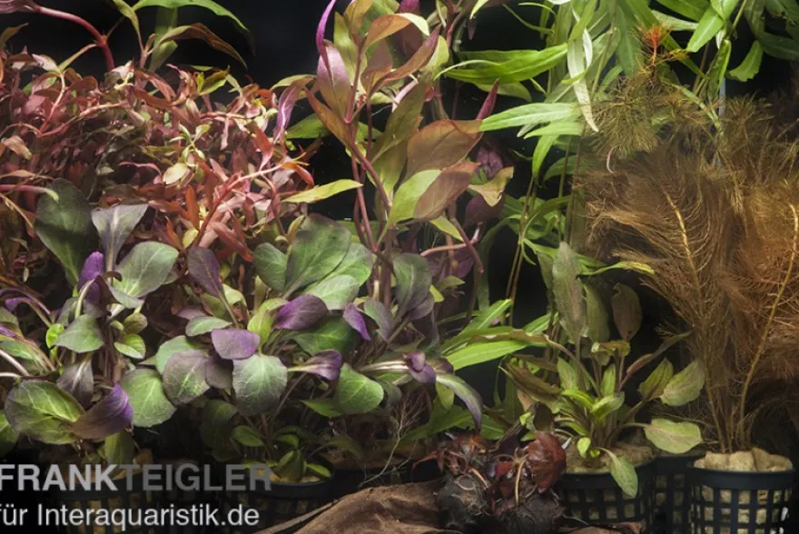 Aquarienpflanzen-Sortiment "Rot" für 100-120 cm Aquarium, Aquarienpflanzen-Set