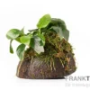 Aquarienpflanzen-Sortiment "Buntbarsch" für 80 cm Aquarium, Aquarienpflanzen-Set