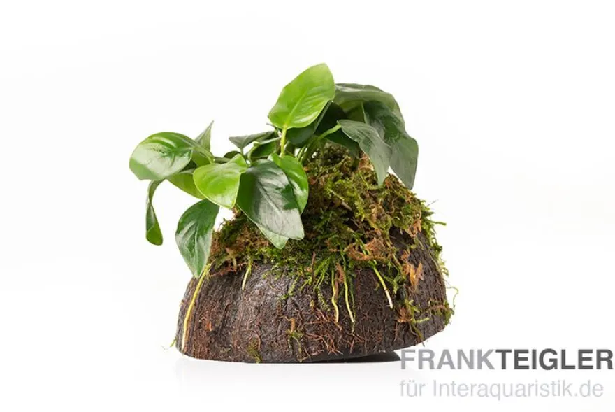 Aquarienpflanzen-Sortiment "Buntbarsch" für 80 cm Aquarium, Aquarienpflanzen-Set