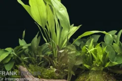 Aquarienpflanzen-Sortiment "Buntbarsch" für 80 cm Aquarium, Aquarienpflanzen-Set