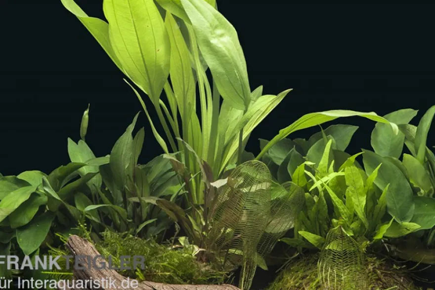Aquarienpflanzen-Sortiment "Buntbarsch" für 80 cm Aquarium, Aquarienpflanzen-Set