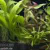 Aquarienpflanzen-Sortiment "Amazonas" für 100-120 cm Aquarium, Aquarienpflanzen-Set