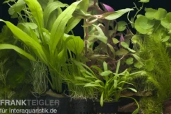 Aquarienpflanzen-Sortiment "Amazonas" für 100-120 cm Aquarium, Aquarienpflanzen-Set