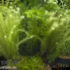 Aquarienpflanzen-Sortiment "Kaltwasser" für 100-120 cm Aquarium