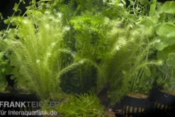 Aquarienpflanzen-Sortiment "Kaltwasser" für 100-120 cm Aquarium
