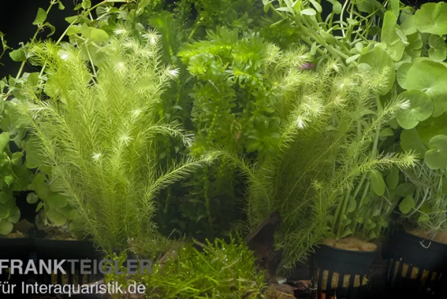 Aquarienpflanzen-Sortiment "Kaltwasser" für 100-120 cm Aquarium