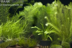 Aquarienpflanzen-Sortiment "Garnelenaquarium" für 100-120 cm Aquarium, Aquarienpflanzen-Set