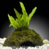 Aquarienpflanzen-Sortiment "Buntbarsch" für 60 cm Aquarium, Aquarienpflanzen-Set