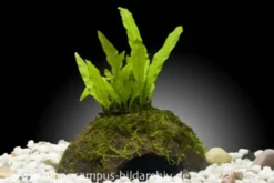 Aquarienpflanzen-Sortiment "Buntbarsch" für 60 cm Aquarium, Aquarienpflanzen-Set