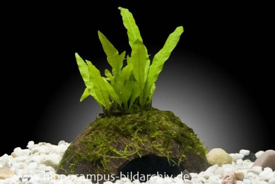 Aquarienpflanzen-Sortiment "Buntbarsch" für 60 cm Aquarium, Aquarienpflanzen-Set