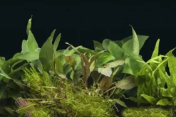 Aquarienpflanzen-Sortiment