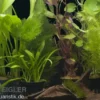 Aquarienpflanzen-Sortiment "Amazonas" für 80 cm Aquarium, Aquarienpflanzen-Set