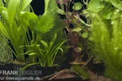 Aquarienpflanzen-Sortiment "Amazonas" für 80 cm Aquarium, Aquarienpflanzen-Set