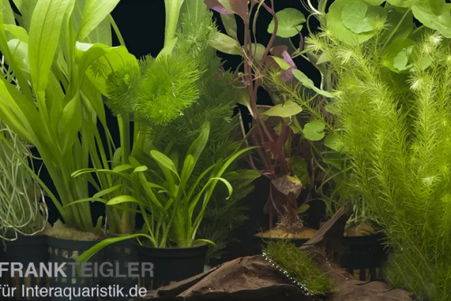 Aquarienpflanzen-Sortiment "Amazonas" für 80 cm Aquarium, Aquarienpflanzen-Set
