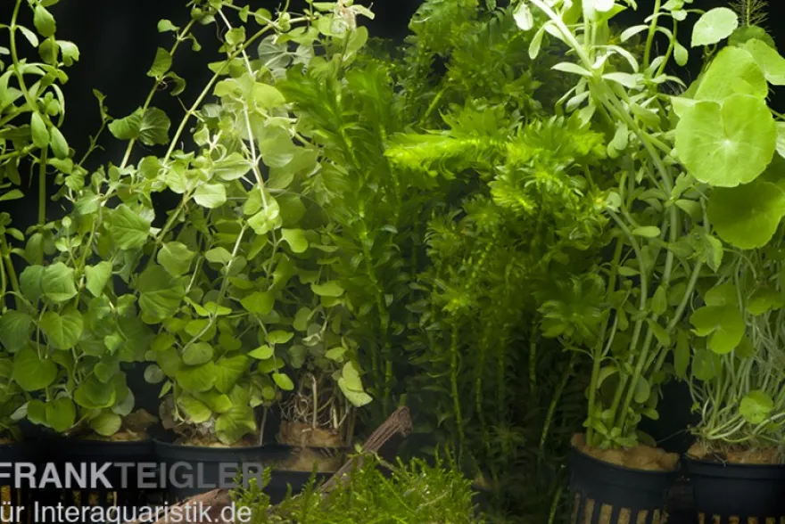 Aquarienpflanzen-Sortiment "Kaltwasser" für 80 cm Aquarium, Aquarienpflanzen-Set