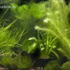 Aquarienpflanzen-Sortiment "Garnelenaquarium" für 80 cm Aquarium