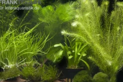 Aquarienpflanzen-Sortiment "Garnelenaquarium" für 80 cm Aquarium
