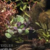 Aquarienpflanzen-Sortiment "Rot" für 80 cm Aquarium, Aquarienpflanzen-Set