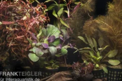 Aquarienpflanzen-Sortiment "Rot" für 80 cm Aquarium, Aquarienpflanzen-Set
